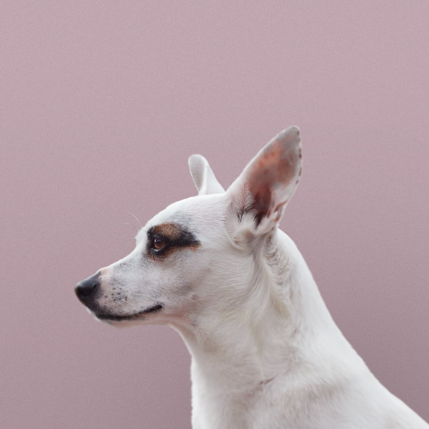 LILA