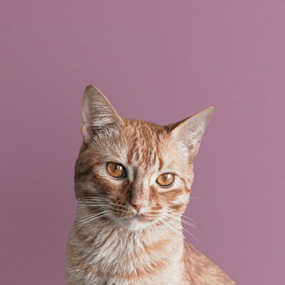 NALA