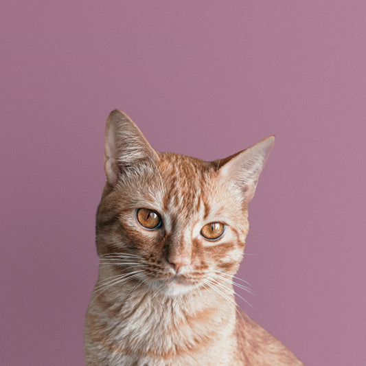 NALA