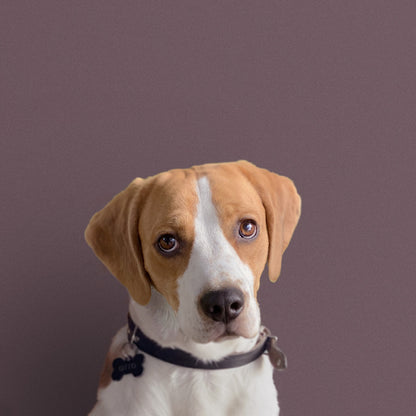 OTTO