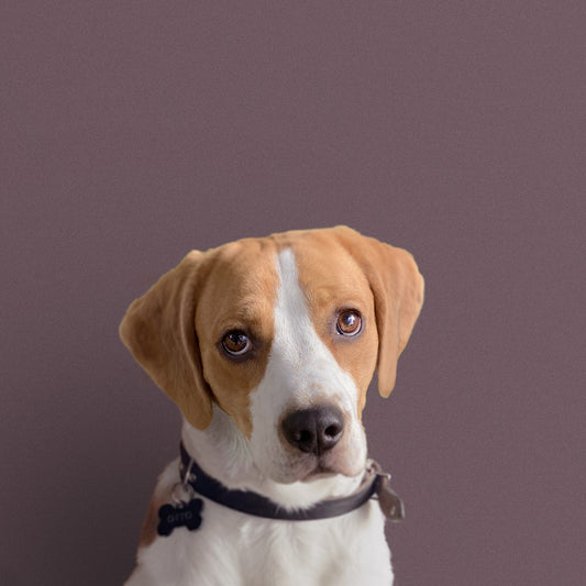 OTTO